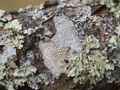 Lepra multipunctoides