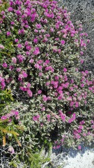 Melaleuca scabra