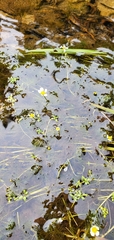 Ranunculus aquatilis