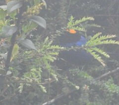 Iridosornis rufivertex