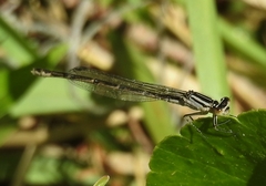 Enallagma durum