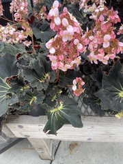 Begonia rex-cultorum