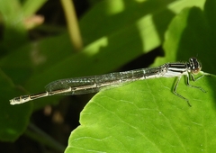 Enallagma durum