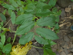 Ventilago