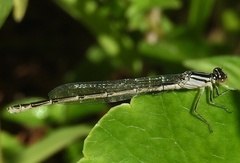 Enallagma durum