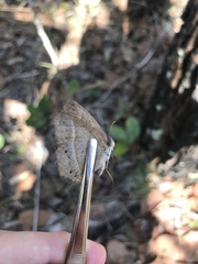 Yphthimoides patricia