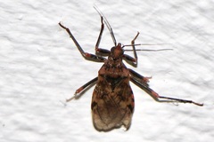 Panstrongylus geniculatus