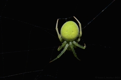 Araneus uniformis