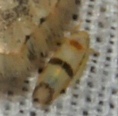 Empoa gillettei