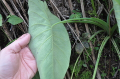 Xanthosoma caladioides