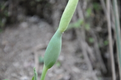 Xanthosoma caladioides