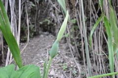 Xanthosoma caladioides