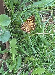Heteronympha paradelpha