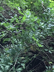 Eleutherococcus sieboldianus