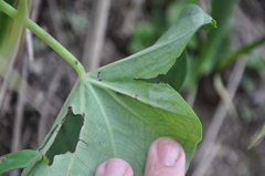 Xanthosoma caladioides