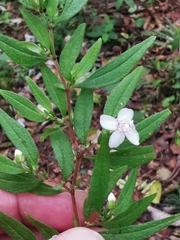 Centradenia inaequilateralis image