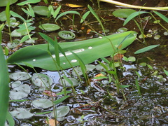 Orontium aquaticum
