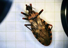 Panstrongylus geniculatus