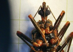 Panstrongylus geniculatus