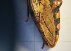 Panstrongylus geniculatus
