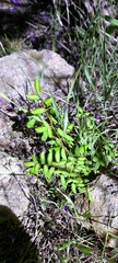 Pellaea andromedifolia pubescens