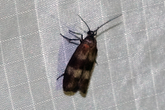 Urodidae