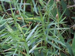 Dulichium arundinaceum