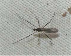 Gnophomyia tristissima