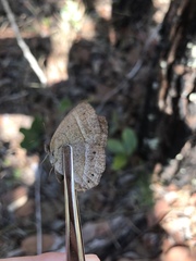 Yphthimoides patricia