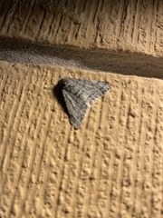 Phigalia strigataria