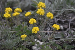 Odontarrhena obovata