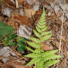 Athyrium asplenioides