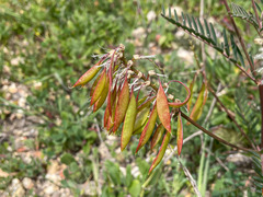 Astragalus trichopodus