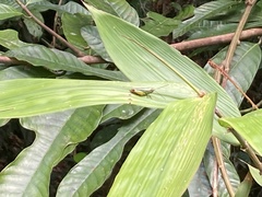 Pseudoxya diminuta