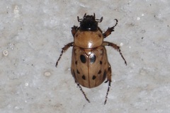 Cyclocephala