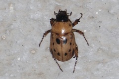 Cyclocephala brittoni image