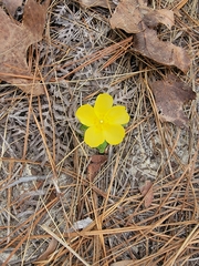 Crocanthemum carolinianum