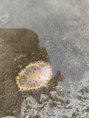 Goniobranchus bombayanus