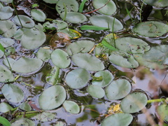 Polypedilum braseniae