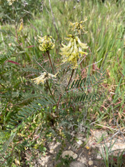 Astragalus trichopodus