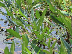 Orontium aquaticum