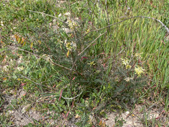 Astragalus trichopodus