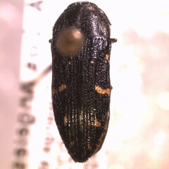 Acmaeodera angelica