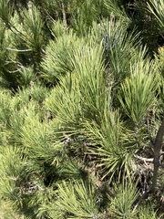Pinus canariensis