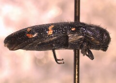 Acmaeodera angelica