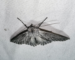 Paraterpna harrisoni