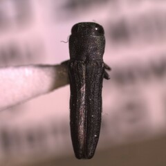Agrilaxia