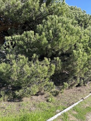 Pinus canariensis