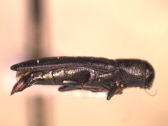 Agrilaxia