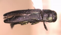 Agrilaxia